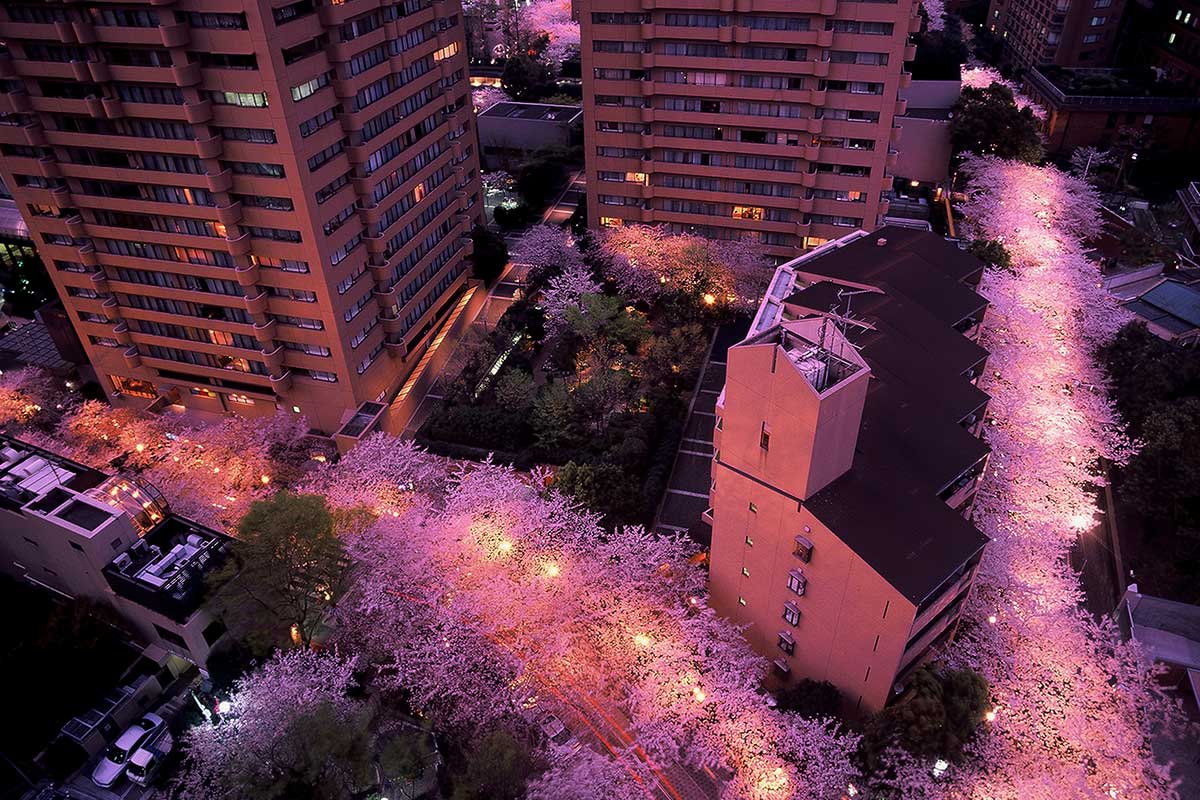 アークヒルズの敷地を取り囲む桜並木