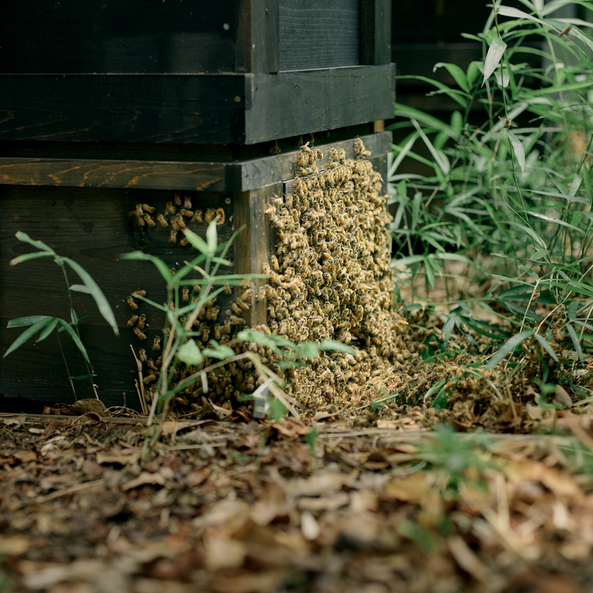 urban-beekeeping_g1_003