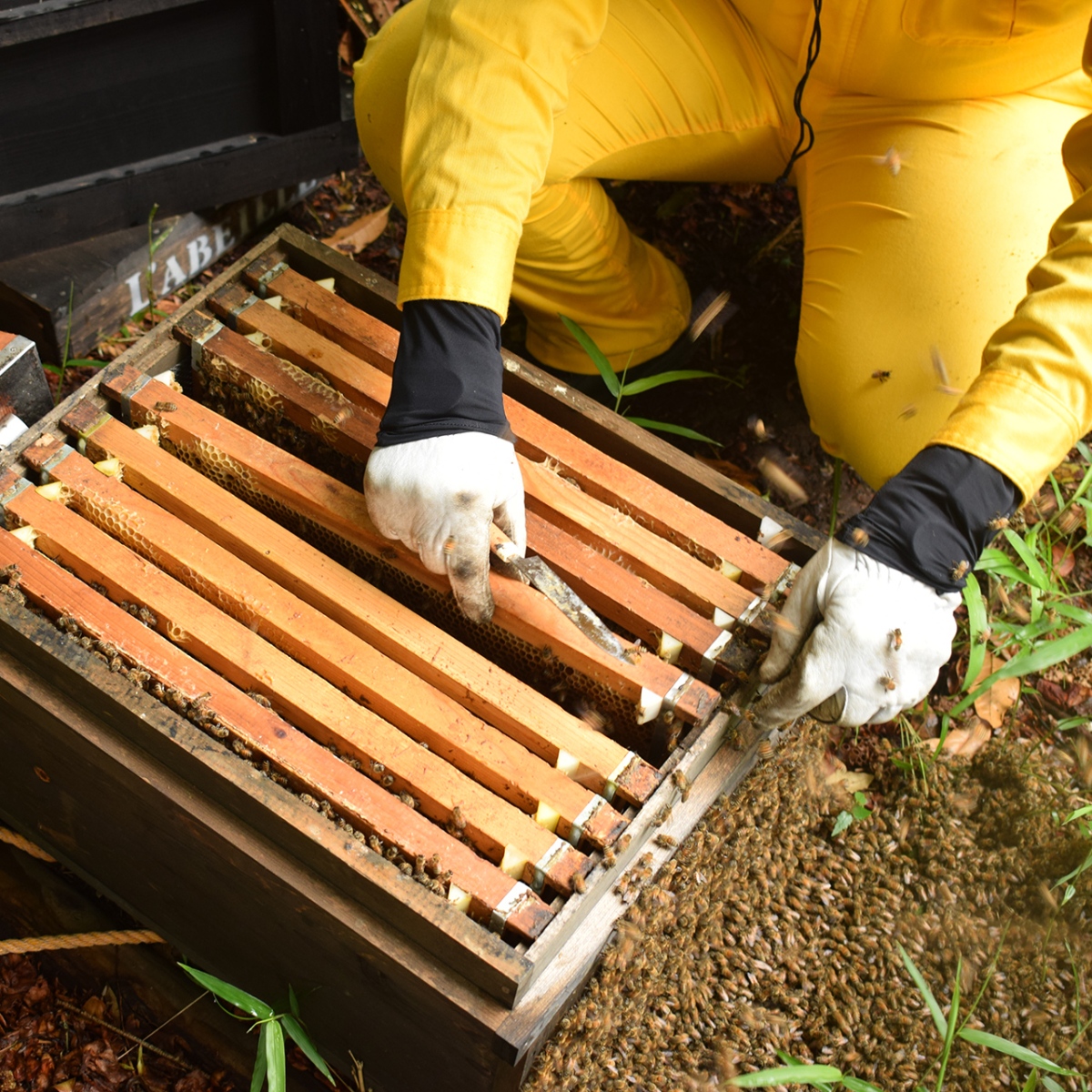 urban-beekeeping_g2_2_2