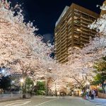 21世紀の「桜名所」で楽しむ春の風情