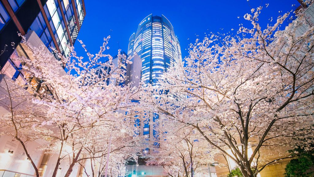 桜満開のヒルズエリアで 都心型お花見 を満喫 ヒルズライフ Hills Life