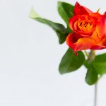 ケニアの薔薇は何が違う？——アフリカローズ・萩生田愛さんに聞く、花のある暮らし