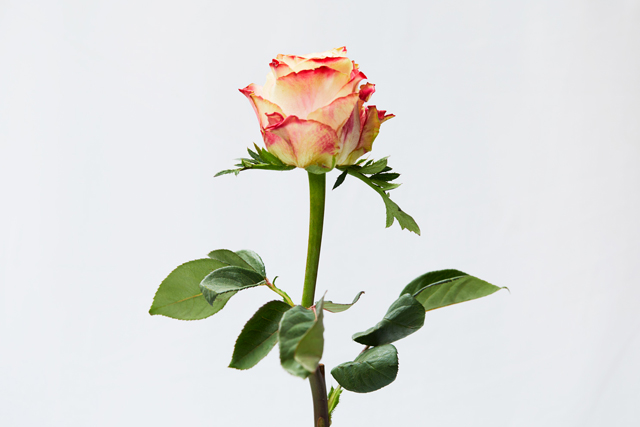 ケニアの薔薇は何が違う アフリカローズ 萩生田愛さんに聞く 花のある暮らし ヒルズライフ Hills Life